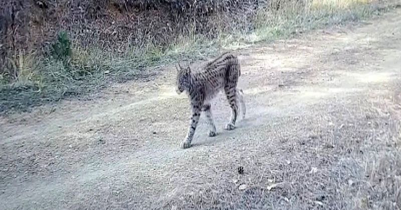 Çankırı'da Fotokapanlar Nesli Tehlike Altındaki Vaşakları Kaydetti
