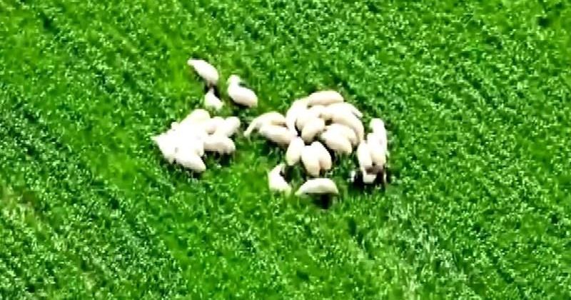 Amasya'da Kaybolan Koyunlar AFAD Dronu ile Bulundu