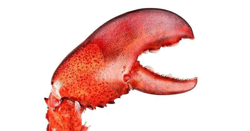 OpenClaw'ın Geliştiricisi Peter Steinberger, OpenAI'ye Katıldı